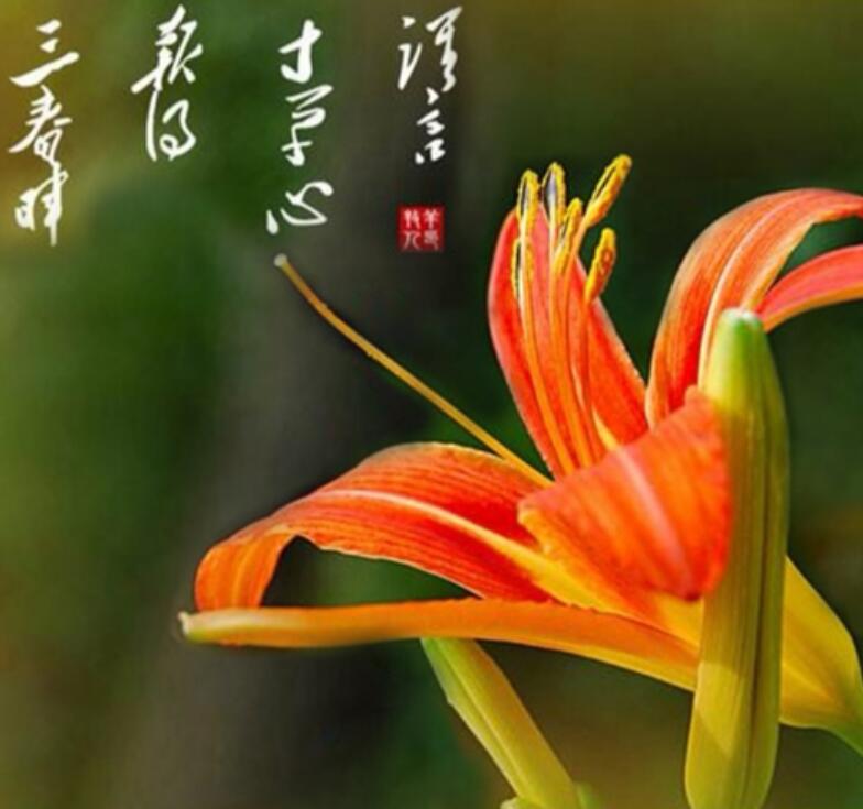 盛开的金针花草本植物